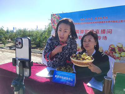 河北黃驊 古貢棗園話豐收，特色農業(yè)促振興